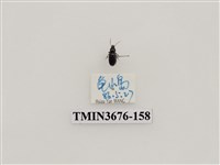 藏品(步行蟲(2))的圖片